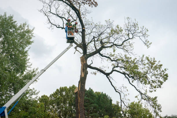 Trusted Eagle Lake, WI Tree Care Experts