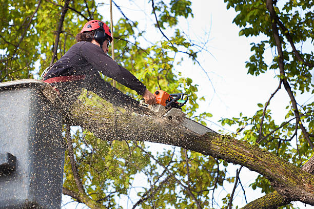 How Our Tree Care Process Works  in  Eagle Lake, WI